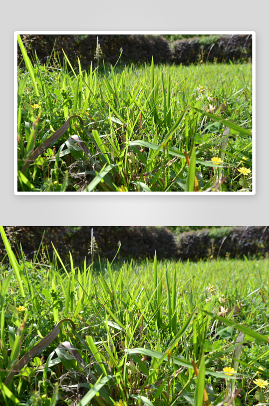 乡野春色植物风光-众图网