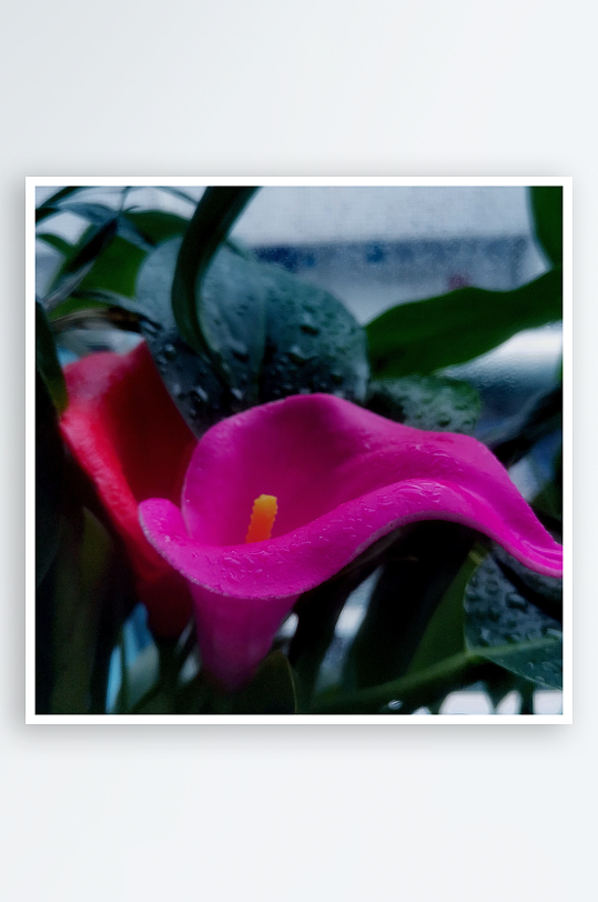 乡野春色植物风光-众图网