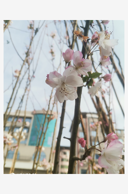 在冬天盛开的寒花-众图网