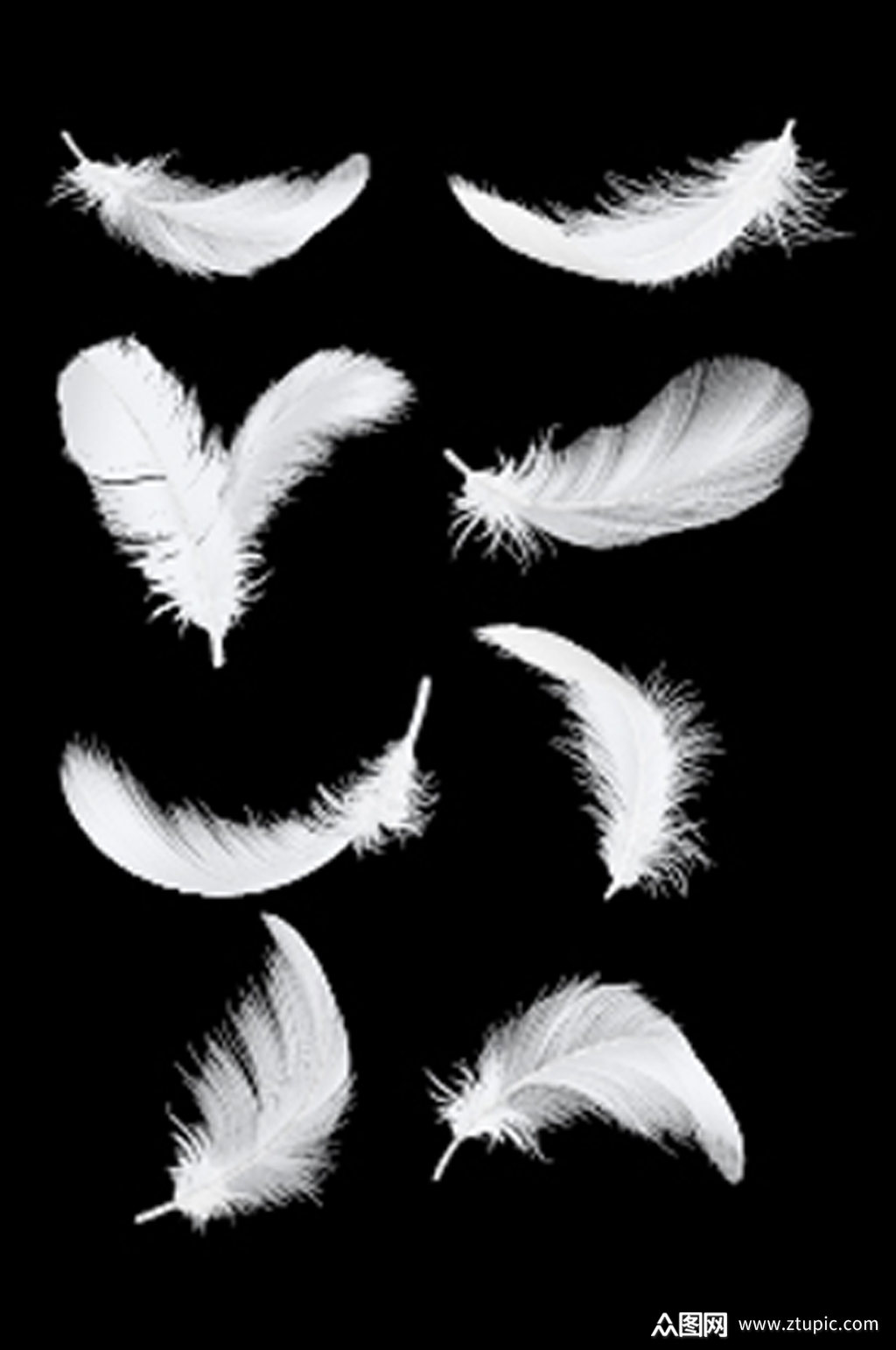 ai矢量羽毛元素羽毛素材素材