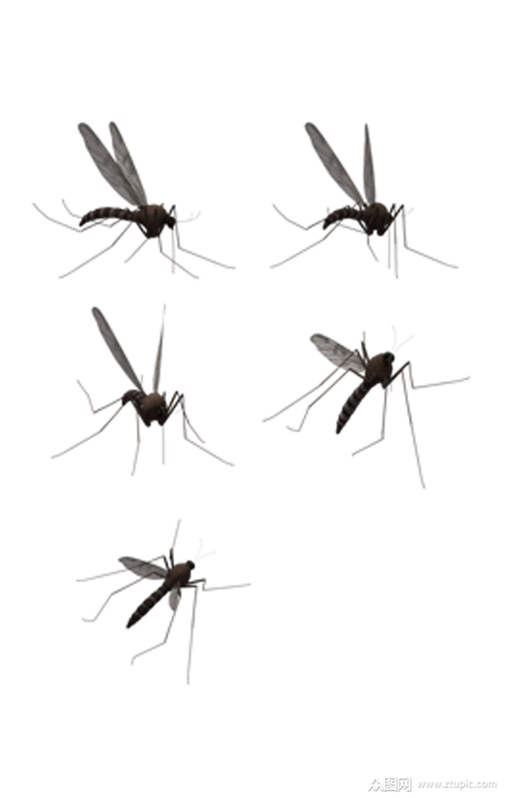 蚊子素材蚊子元素素材