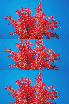 实拍秋天红色枫叶植物