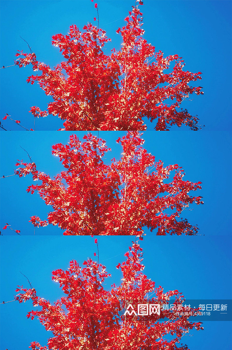 实拍秋天红色枫叶植物素材