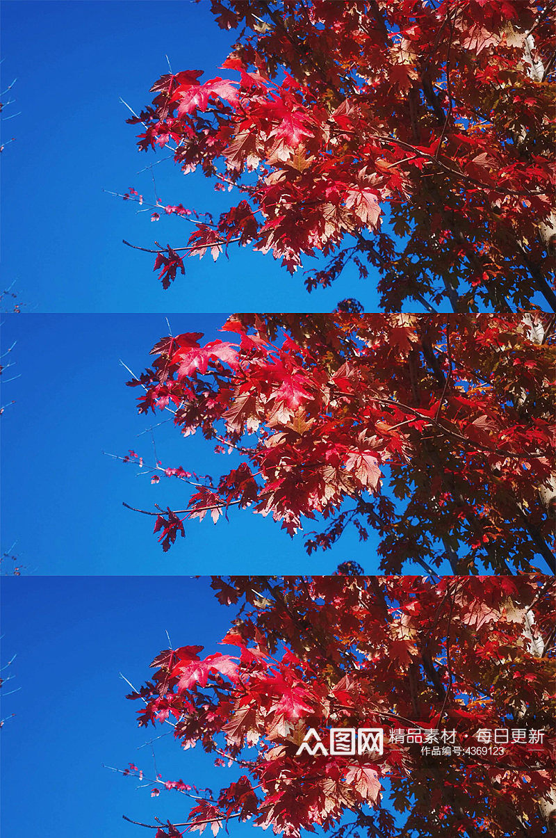 蓝天下红色枫叶秋天景色素材