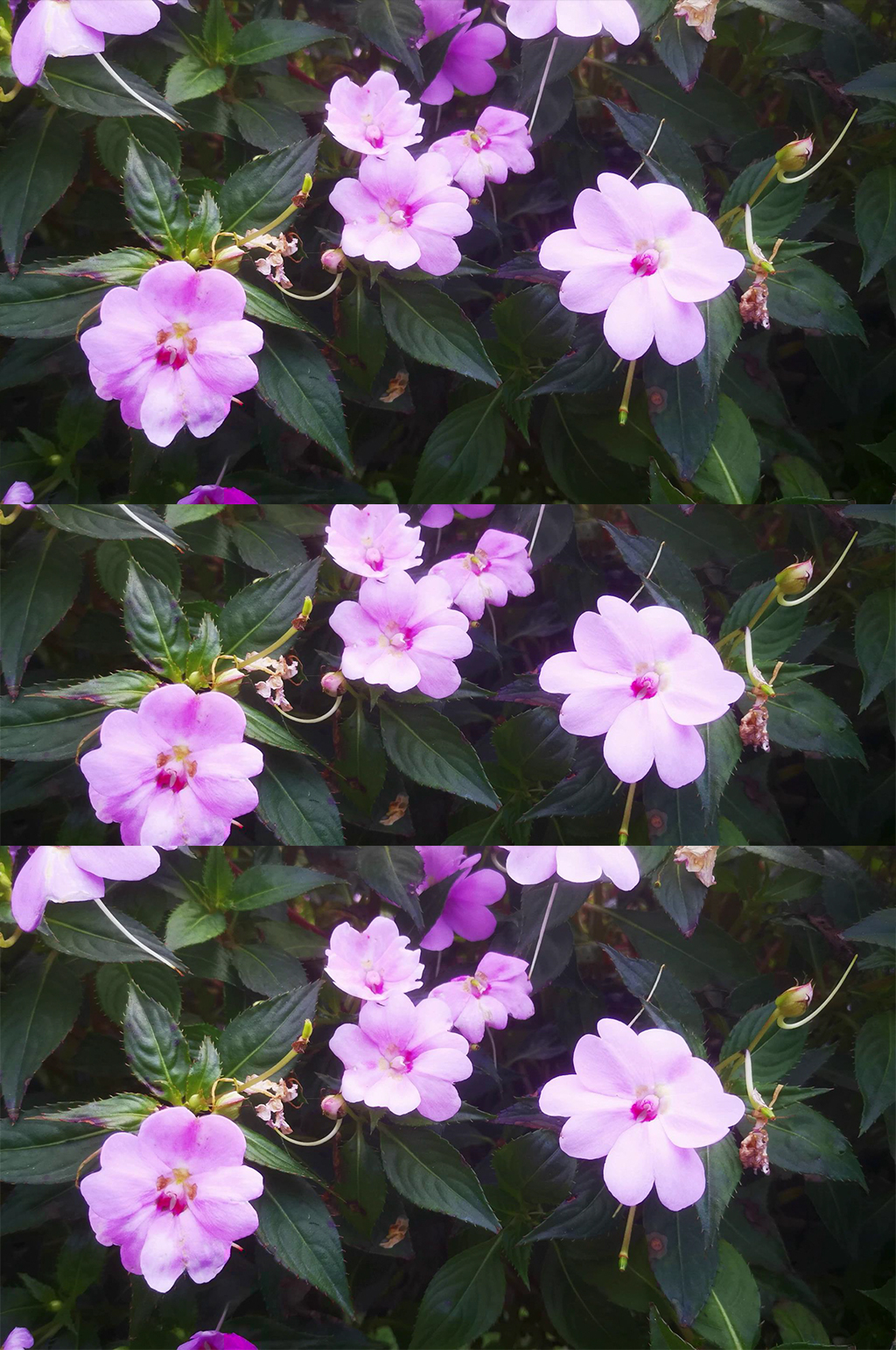 实拍春天路边野花鲜花盛开素材