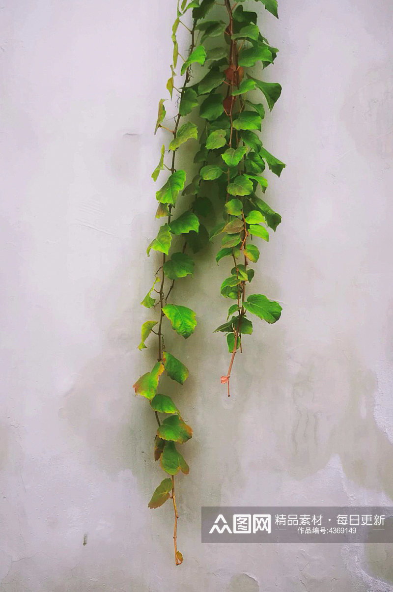 实拍墙壁上的爬山虎植物素材