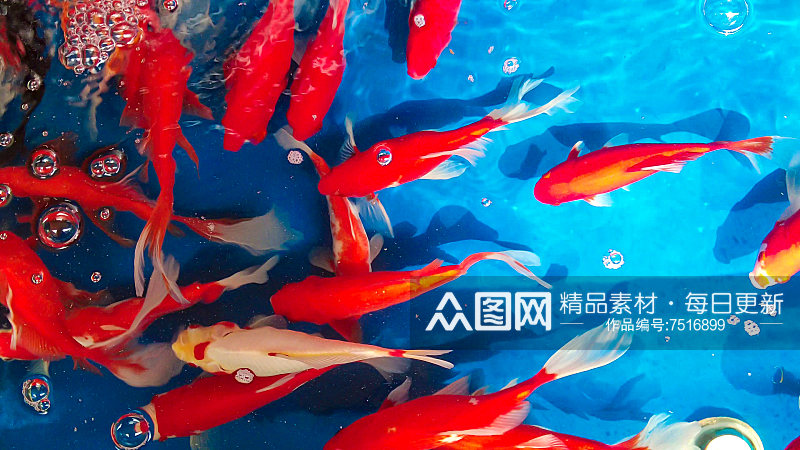 观赏鱼鱼缸里的金鱼摄影图素材
