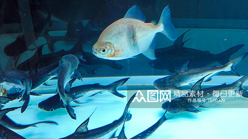 观赏鱼鱼缸里的金鱼摄影图素材
