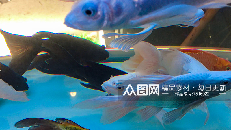 观赏鱼鱼缸里的金鱼动物养殖素材