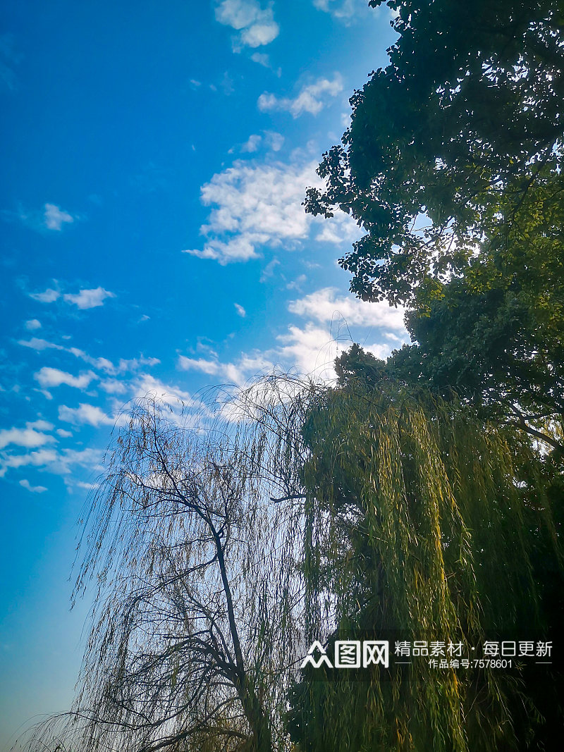 花草树木蓝天白云自然风光摄影图素材
