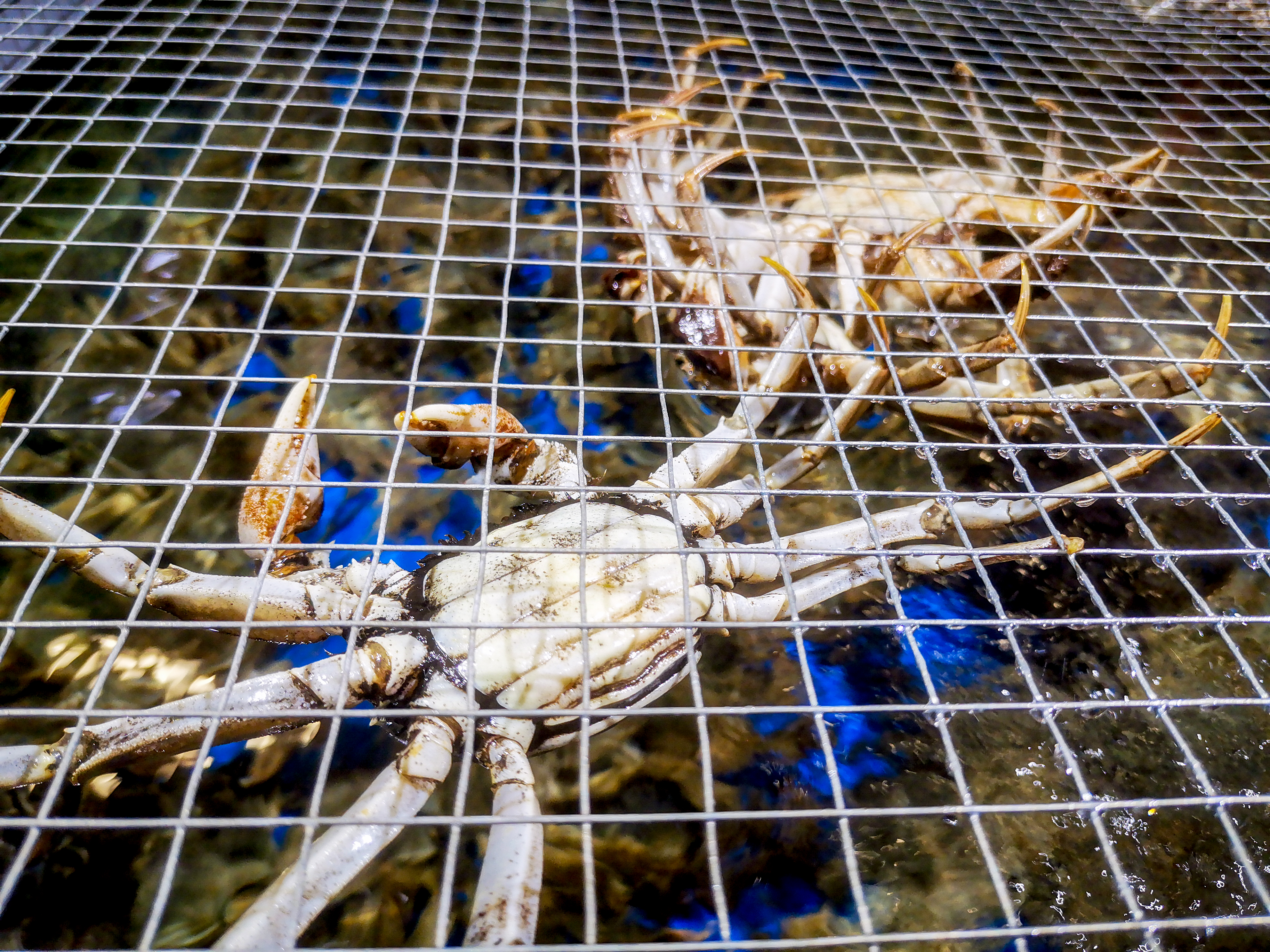 超市生鲜食品水果海鲜摄影素材