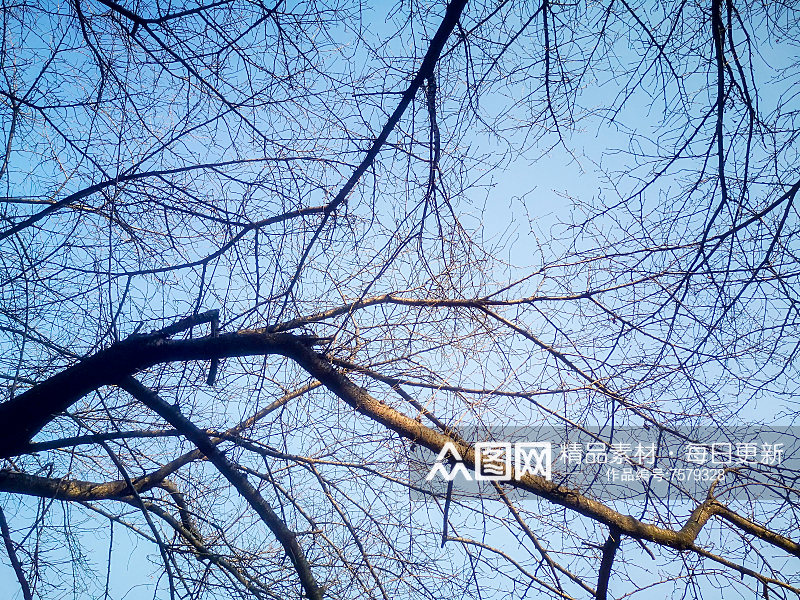 蓝天枯树枝植物摄影图素材