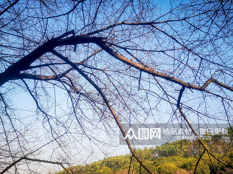 蓝天枯树枝植物摄影图素材
