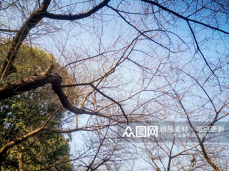 蓝天枯树枝植物摄影图素材