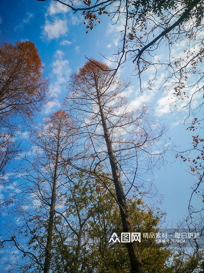 秋天枯萎的植物树枝树叶摄影图素材