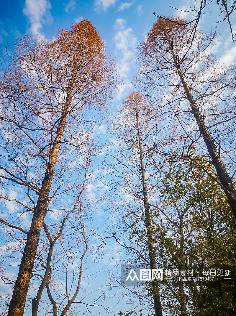 秋天枯萎的植物树枝树叶摄影图素材