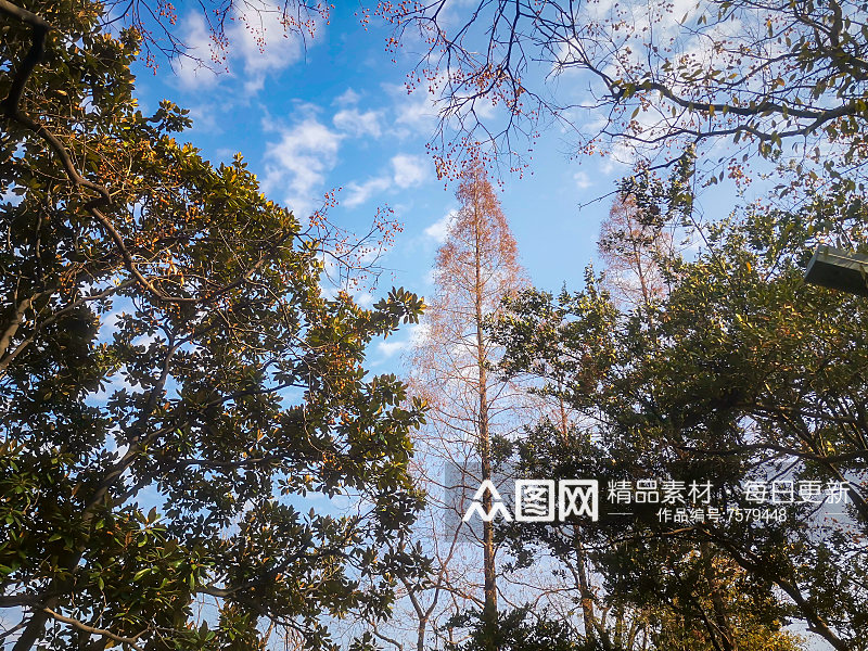 秋天枯萎的植物树枝树叶摄影图素材