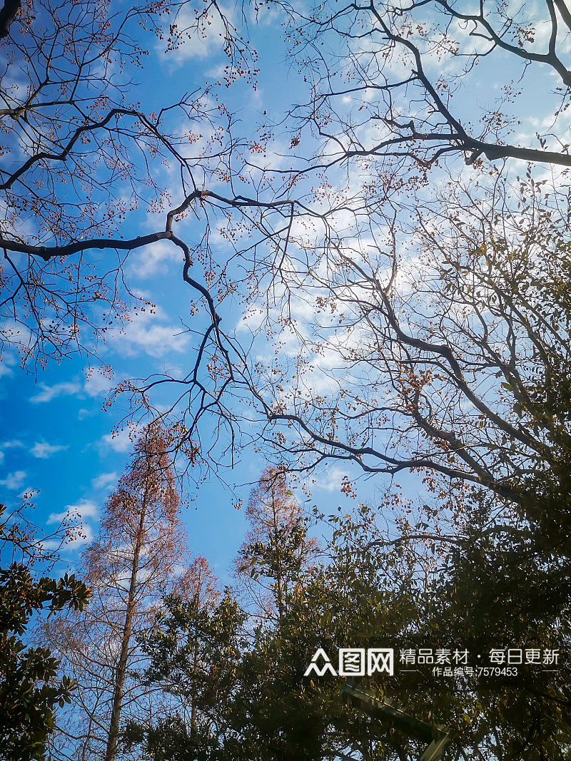 秋天枯萎的植物树枝树叶摄影图素材