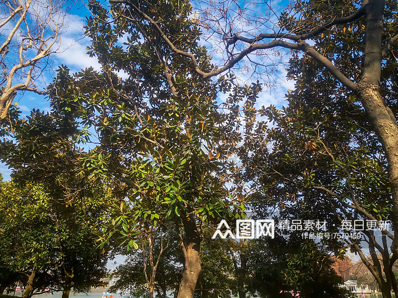 秋天枯萎的植物树枝树叶摄影素材