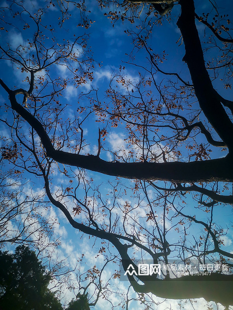 秋天枯萎的植物树枝树叶摄影素材