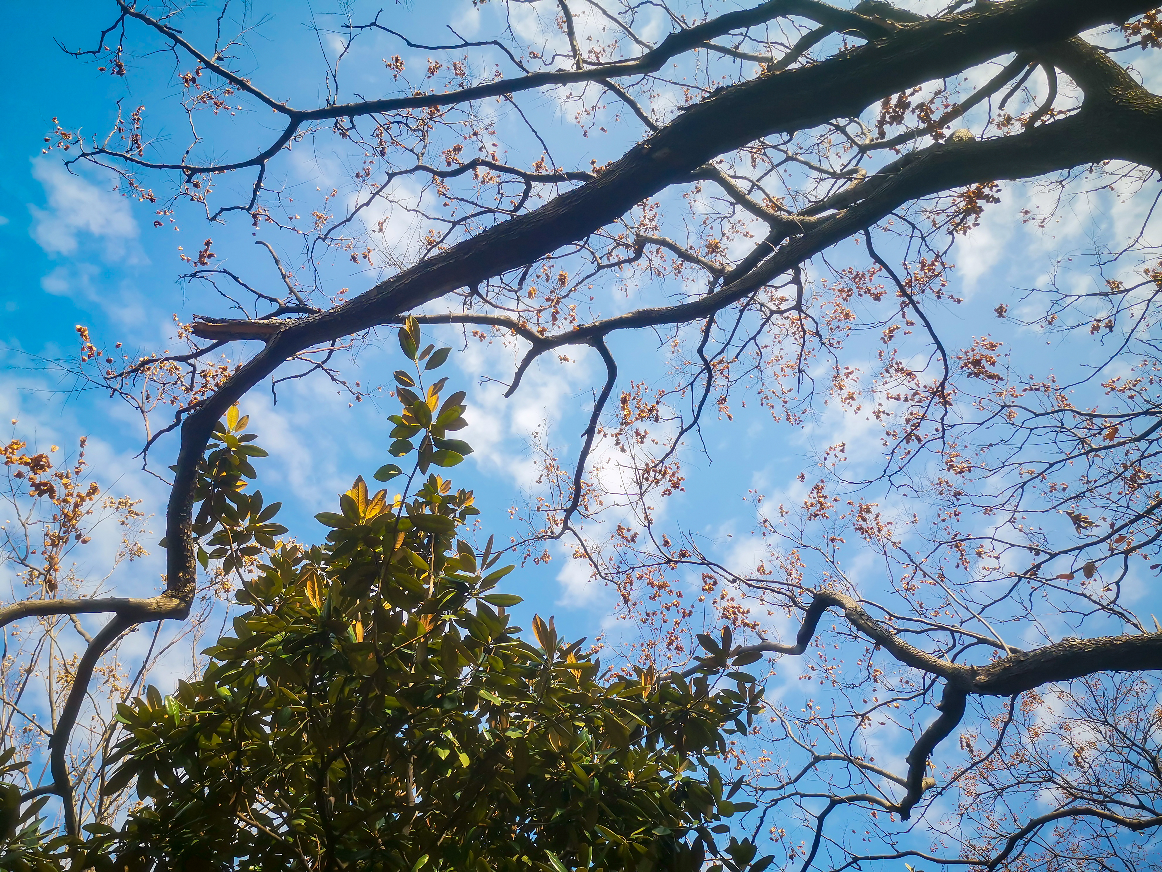 蓝天下树枝树叶植物摄影图素材