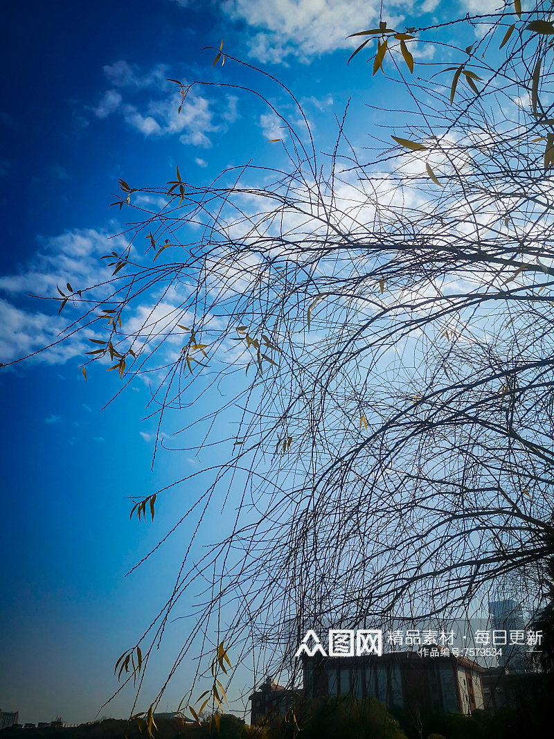 花草树木蓝天白云自然风光摄影素材