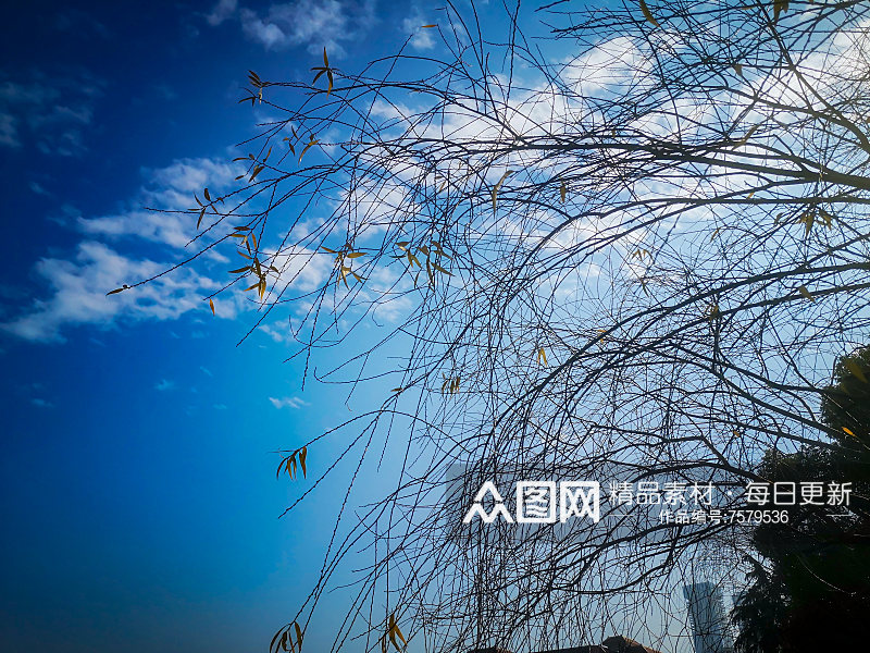 花草树木蓝天白云自然风光摄影素材