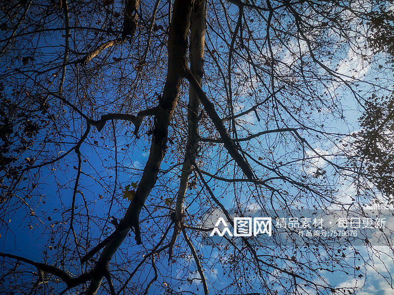 蓝天下枯萎树枝植物摄影图素材