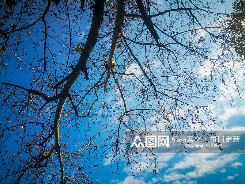 蓝天下枯萎树枝植物摄影图素材