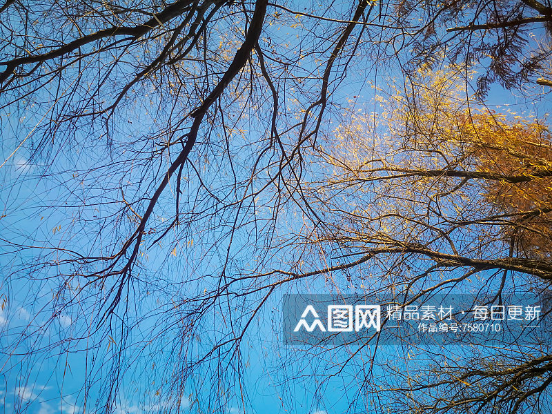 蓝天白云秋天植物树枝树叶摄影图素材