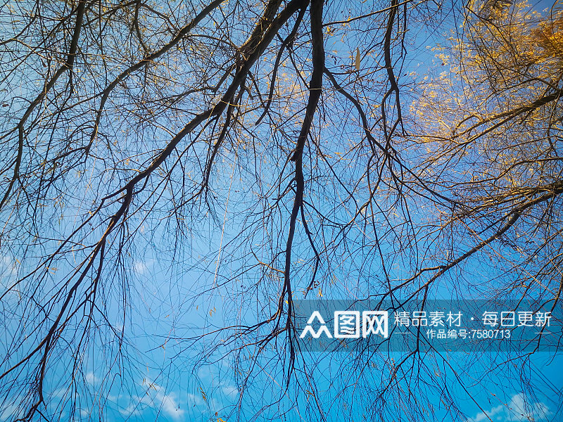 蓝天白云秋天植物树枝树叶摄影图素材