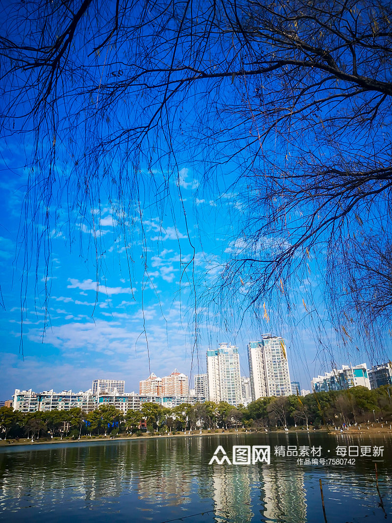 蓝天白云秋天植物树枝树叶摄影素材