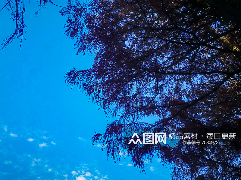 蓝天白云秋天植物树枝树叶摄影素材