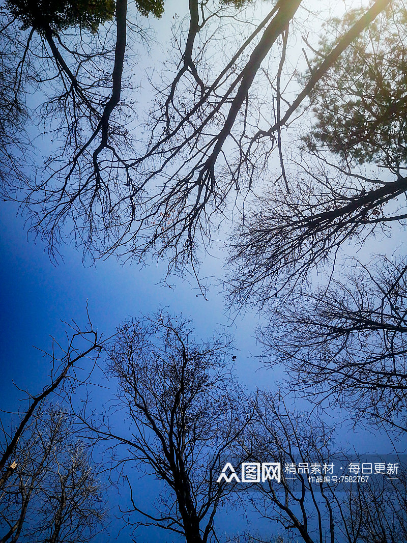 湖南省植物园各种植物摄影图素材