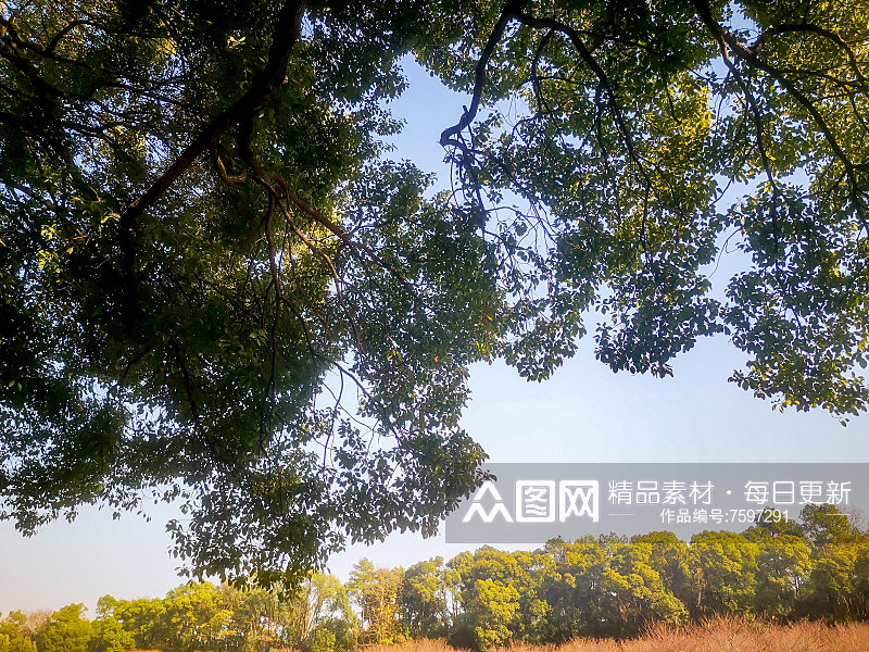大自然植物树枝树叶天空风景摄影图素材