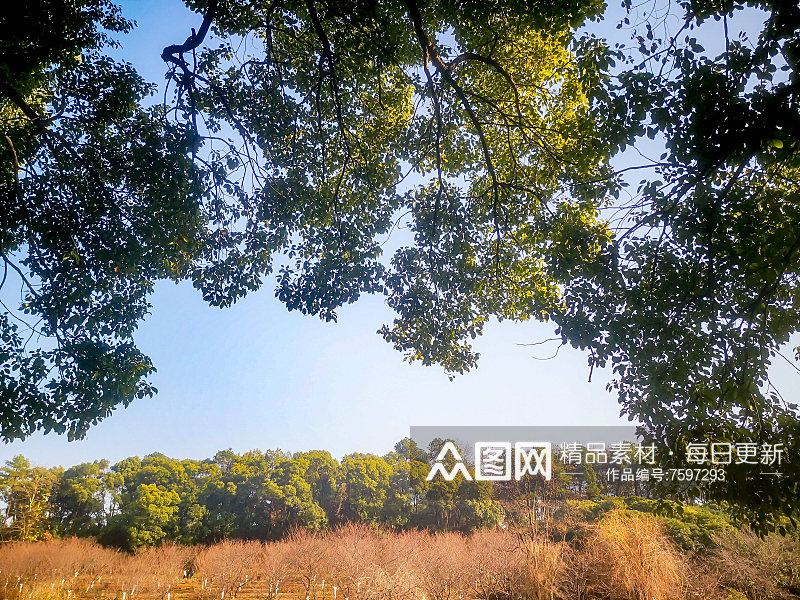 大自然植物树枝树叶天空风景摄影图素材