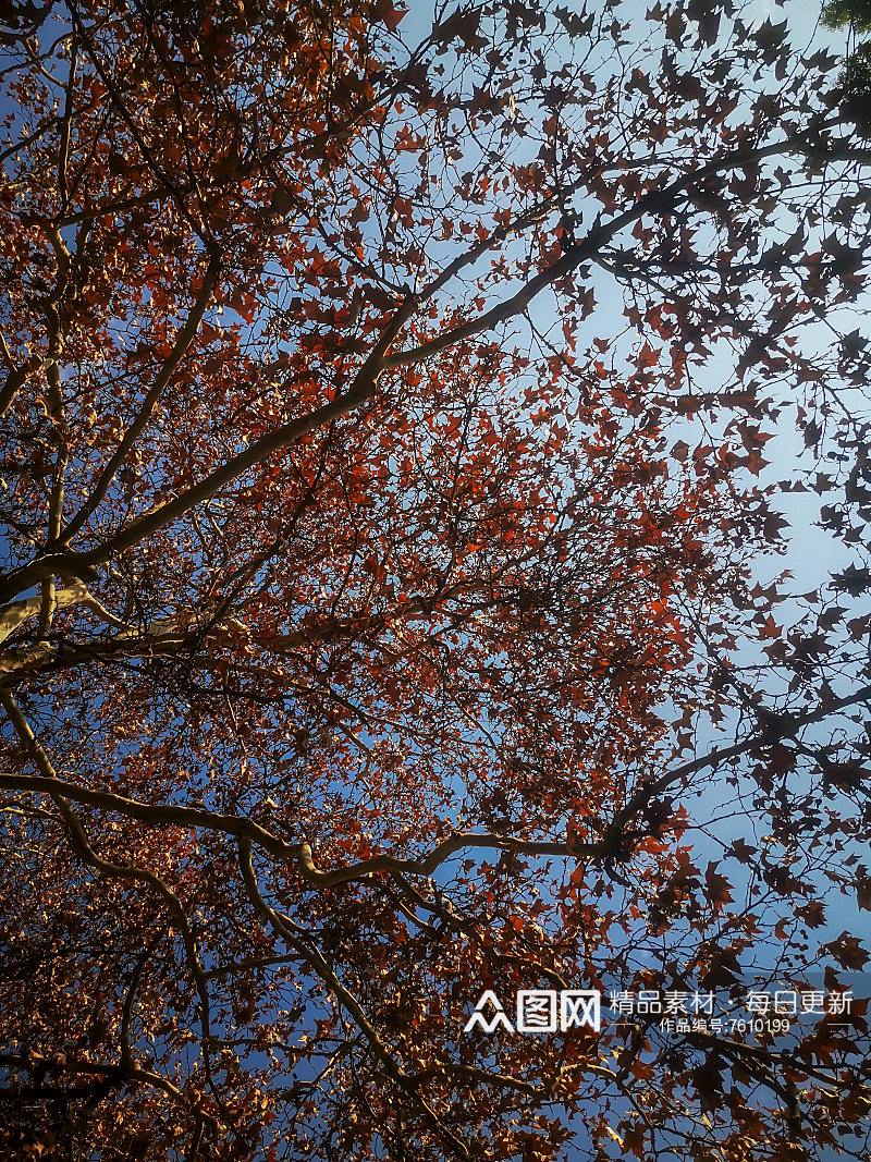 秋天枯黄树枝树叶植物摄影图素材