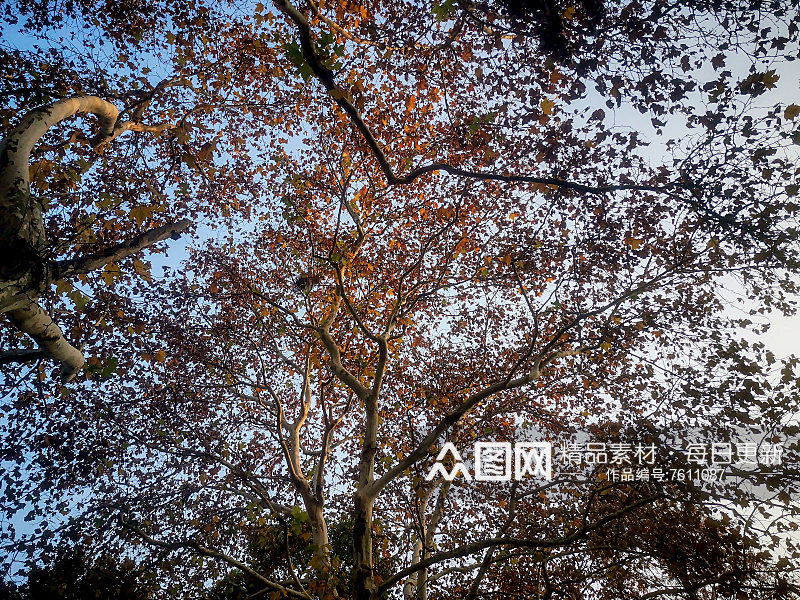 秋天枫树枯叶摄影图素材