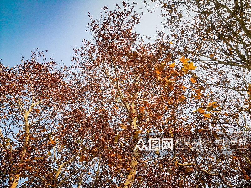 秋天枫树掉落树叶摄影图素材
