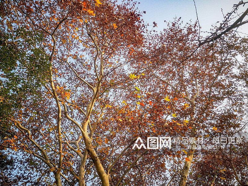 秋天枫树掉落树叶摄影图素材