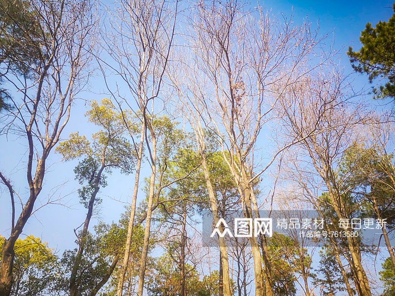 绿色植物树枝树叶摄影图素材
