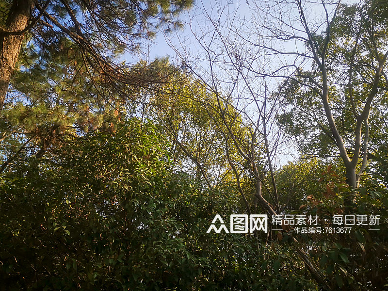 绿色植物树枝树叶摄影图素材