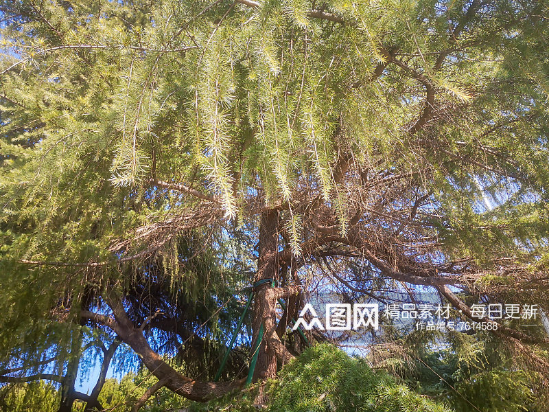 大自然绿色植物杉树摄影图素材
