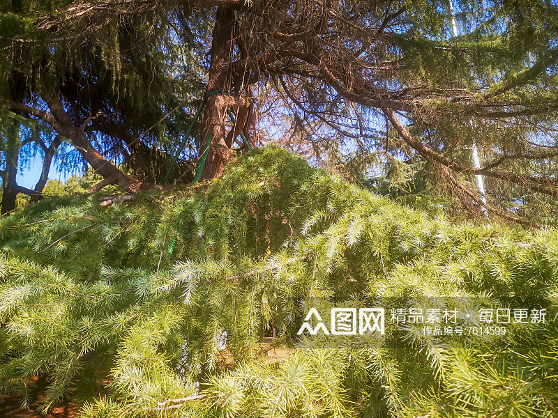 大自然绿色植物杉树摄影图素材