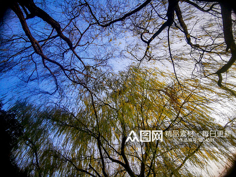植物垂柳柳树摄影图素材