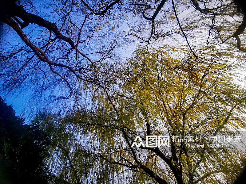 植物垂柳柳树摄影图素材