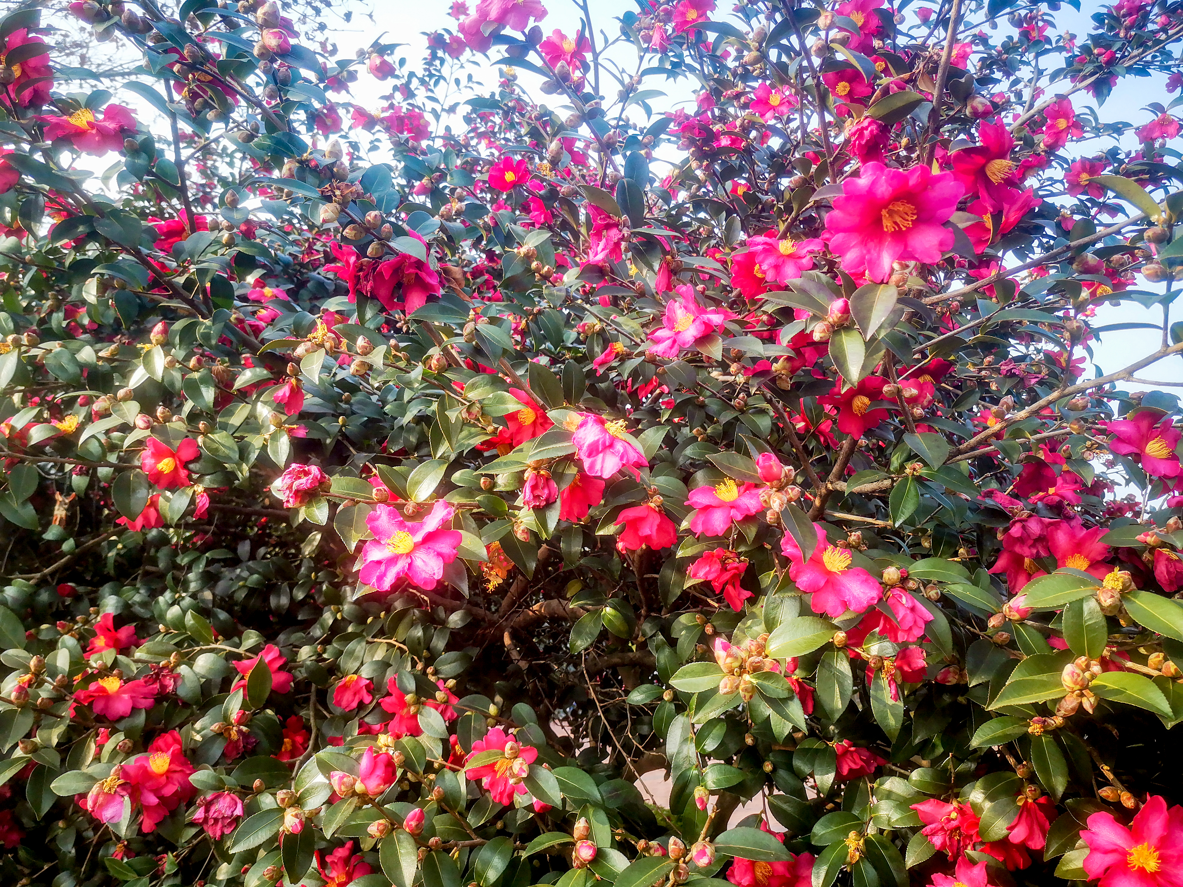 鲜花盛开山茶花摄影图素材