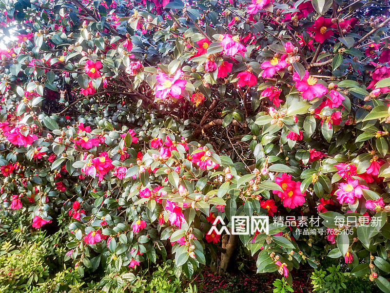 鲜花盛开山茶花摄影图素材