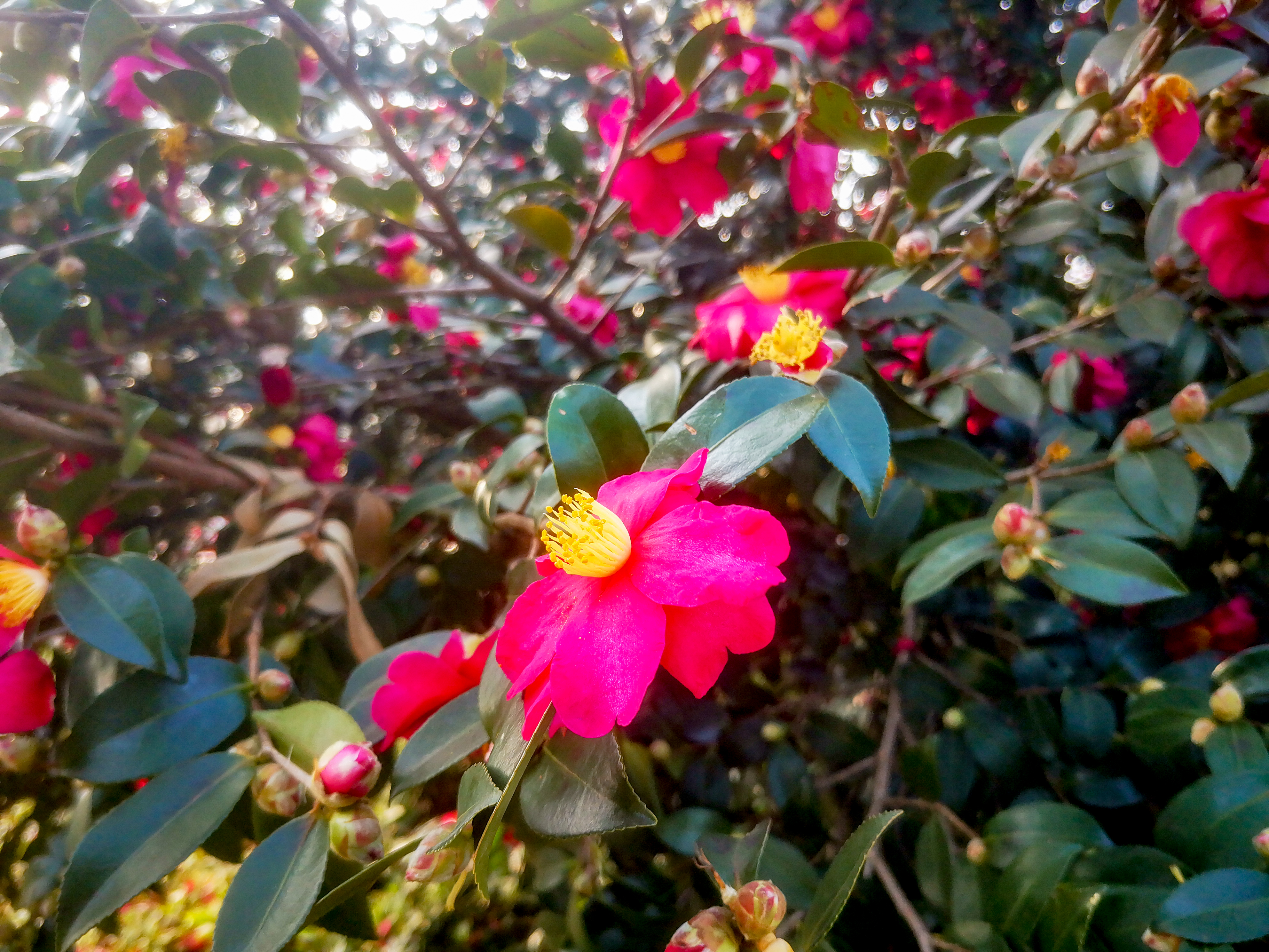 鲜花盛开山茶花摄影图素材
