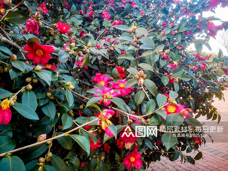 鲜花盛开山茶花摄影图素材